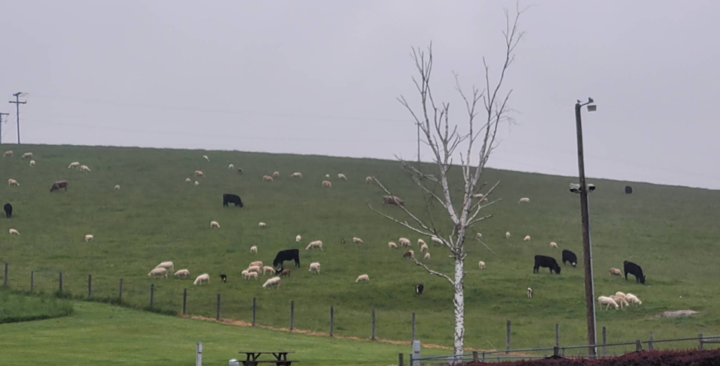 Sheep and cows graze on a grassy hillside with a few fences, a bare tree, a picnic table, and two utility poles on a cloudy day.